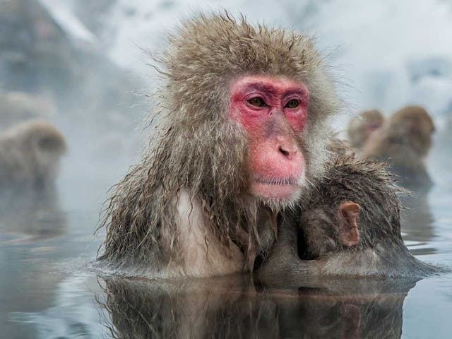 <p>Japanese snow monkeys in a hot spring </p>