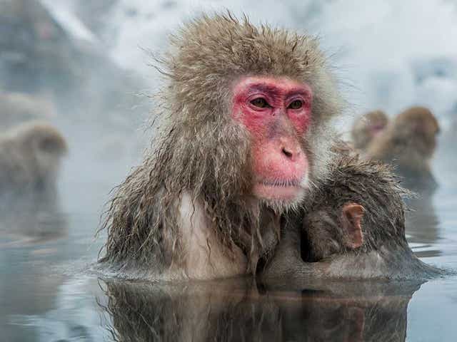 <p>Japanese snow monkeys in a hot spring </p>