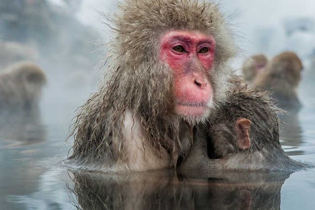 <p>Monos de nieve japoneses en una fuente termal</p>
