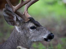 Popular deer in New York 'dies of stress' after bureaucratic spat