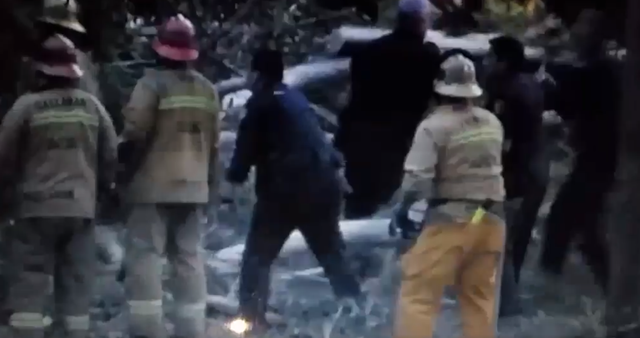 Firefighters worked to free a wedding party trapped under a tree