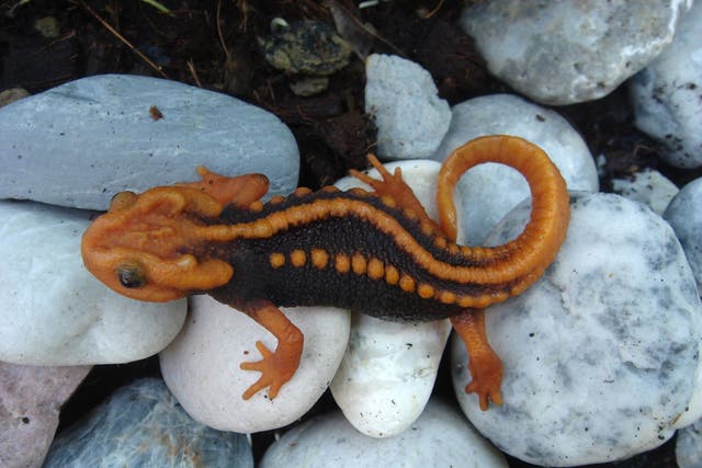 A new species of newt called the tylototriton anguliceps in Chiang Rai, Thailand