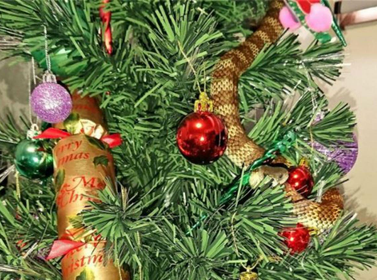 Snake In Christmas Tree 