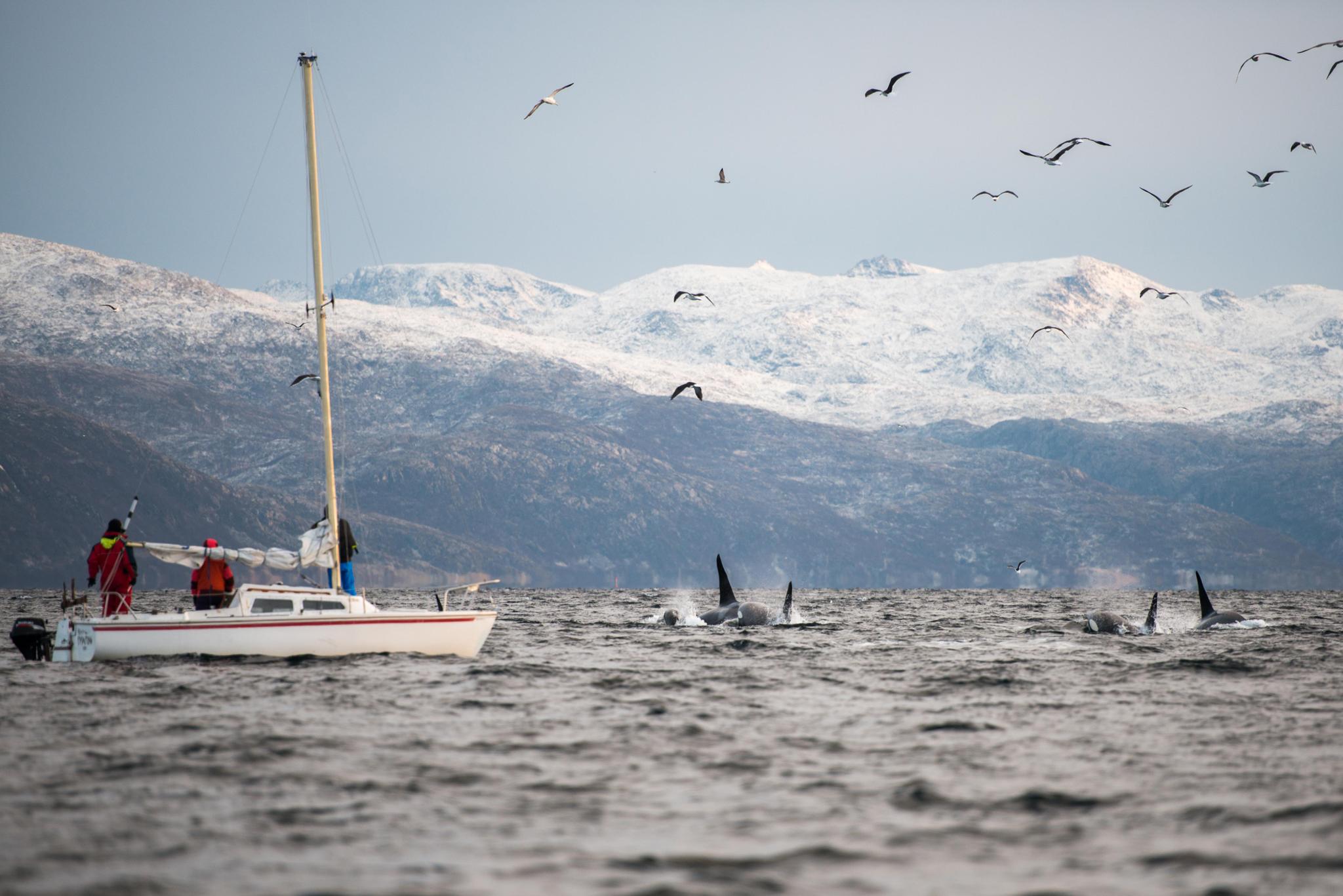 The orcas make a splash