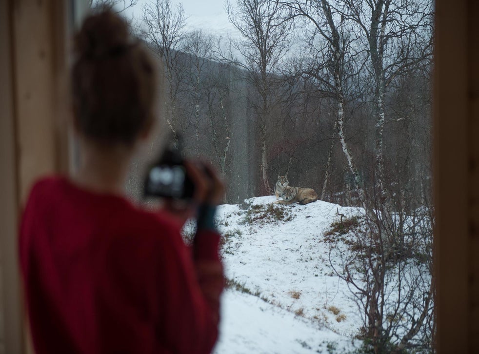 Whale Watching And Wolves At Your Window Wild Adventures In Norway S Far North The Independent The Independent