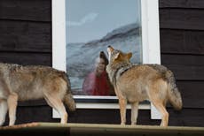 Whale watching and wolves at your window in Norway's far north