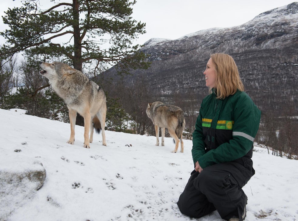 Whale Watching And Wolves At Your Window Wild Adventures In Norway S Far North The Independent The Independent