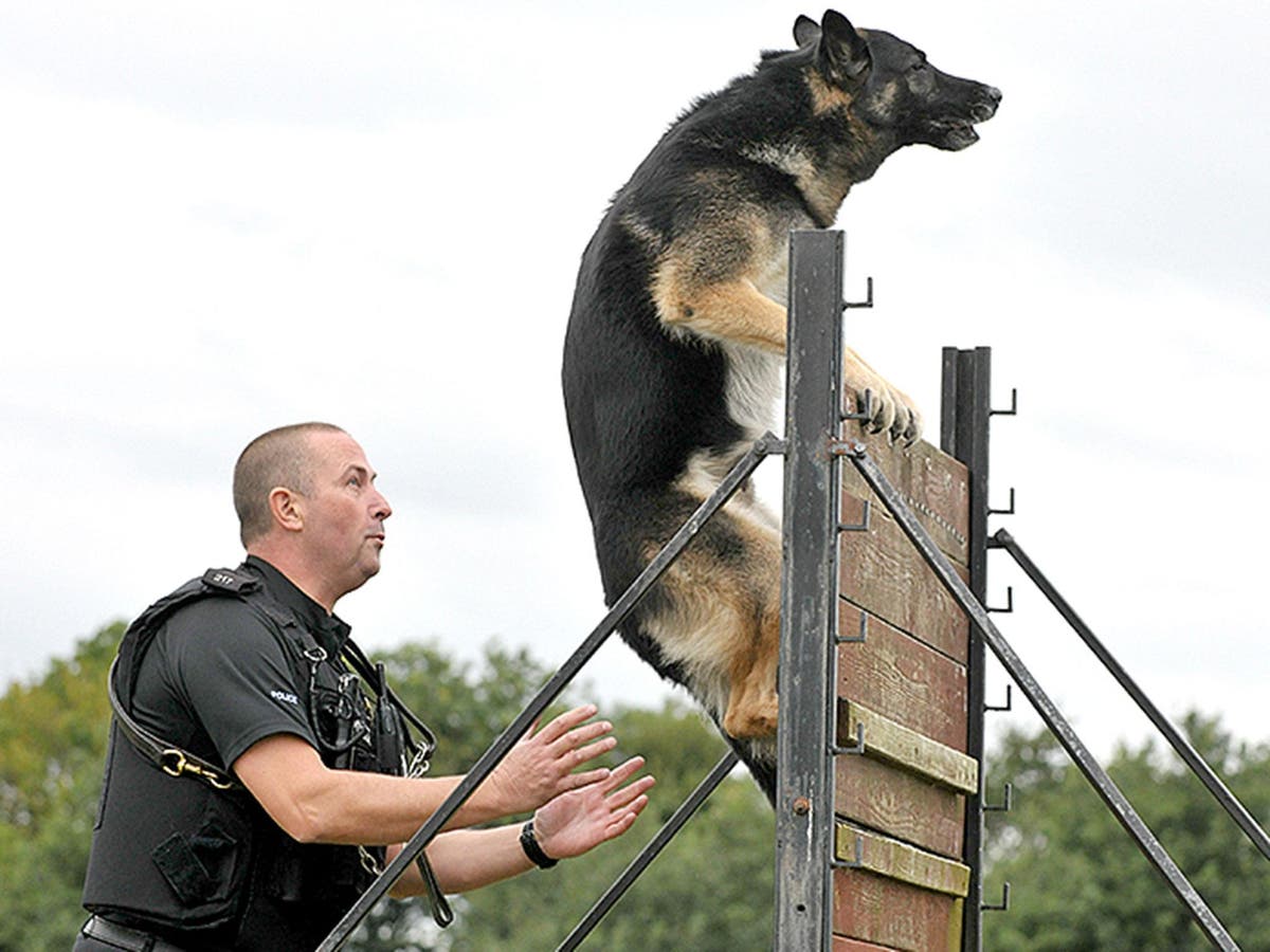 Police dog who made 170 arrests 'falls asleep peacefully' in handler's