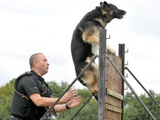 Police dog with 170 arrests dies 'peacefully' in handler's arms
