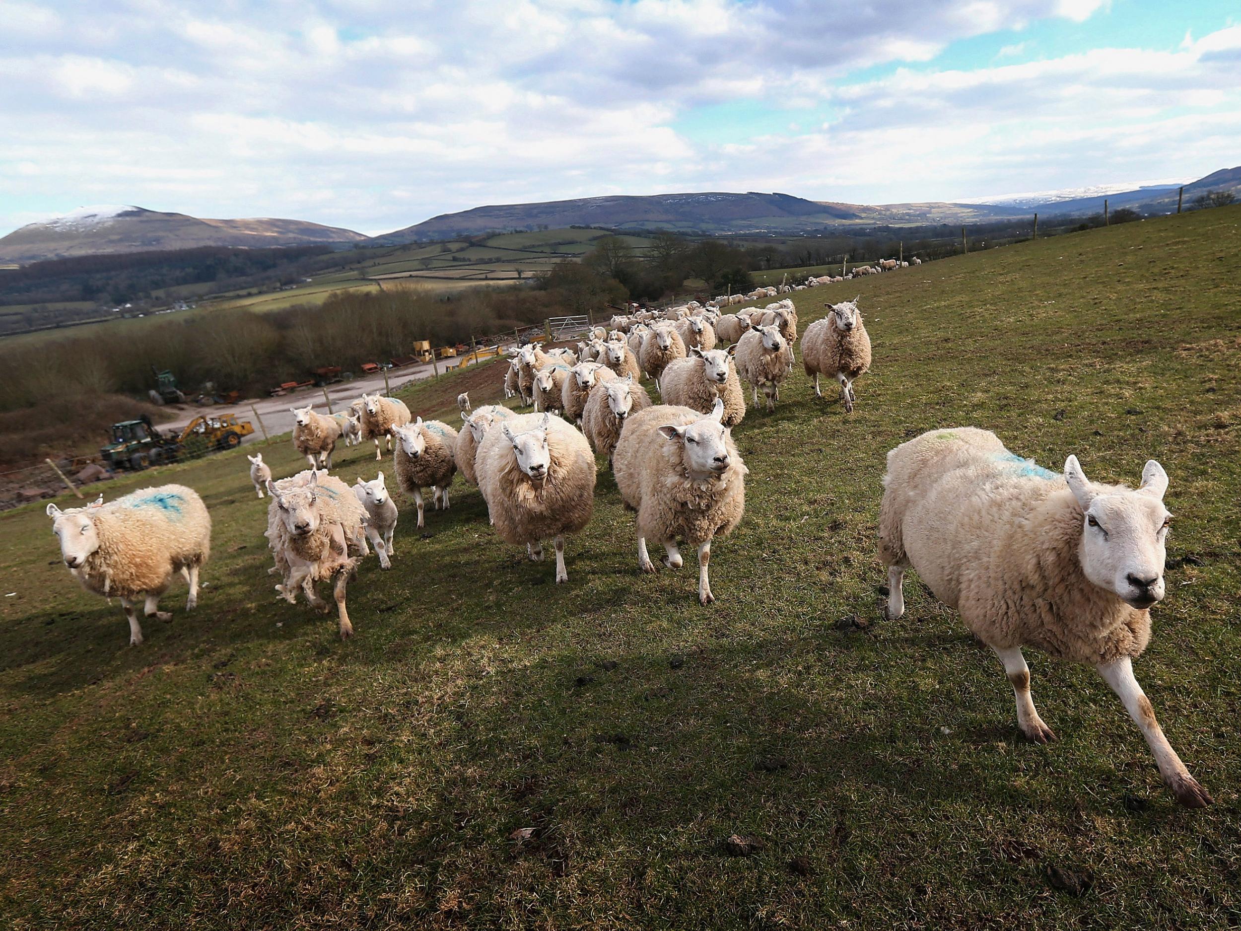 Sheep rush to eat in Brecon, Wales
