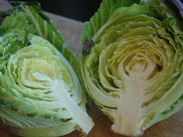 Savoy cabbages are valued for their tenderness. This variety is called Deadon