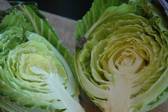 Savoy cabbages are valued for their tenderness. This variety is called Deadon