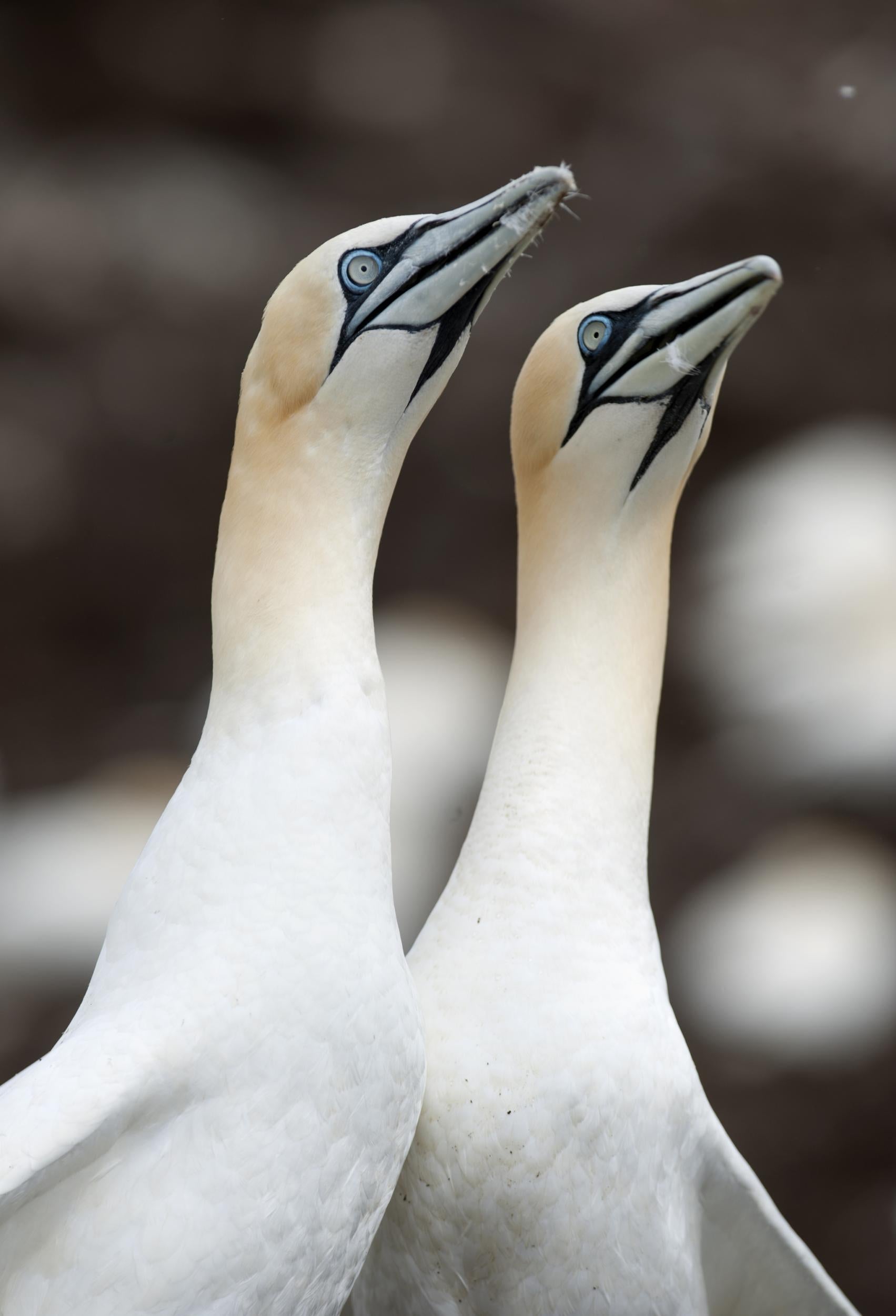 A pair of gannets