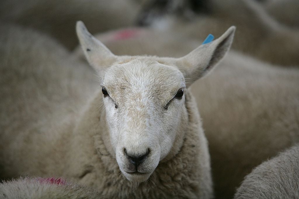 Sheep can be impacted by the disease