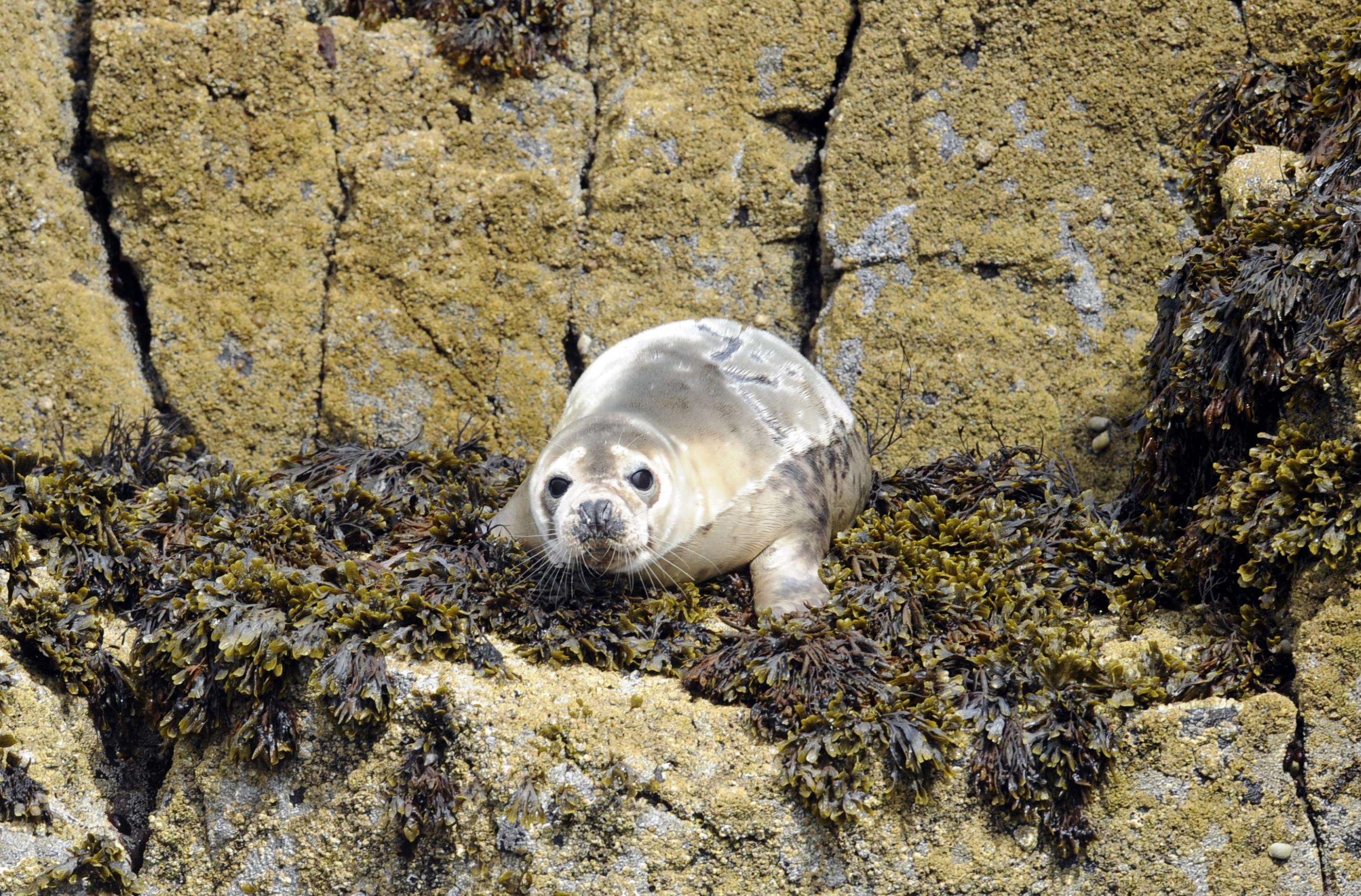 A lounging seal