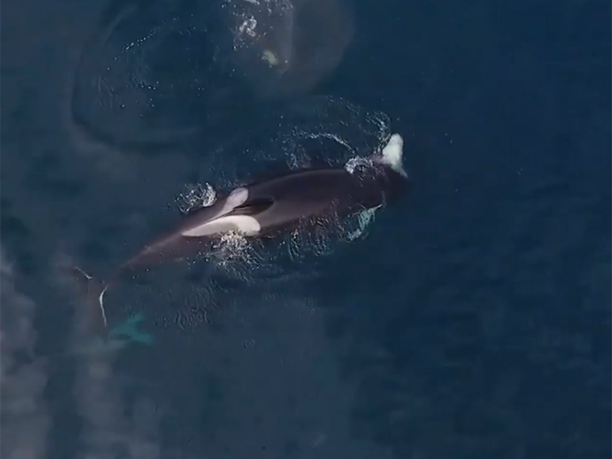 Drone video captures killer whales eating a shark alive | The