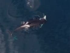 Drone video captures killer whales eating a shark alive