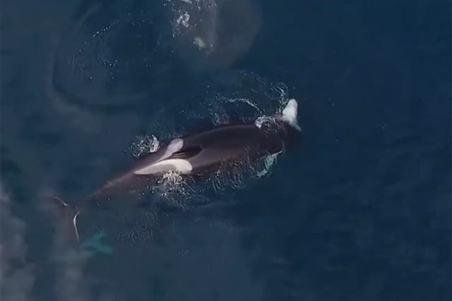 Drone footage captured killer whales taking turns eating a shark in Northern California