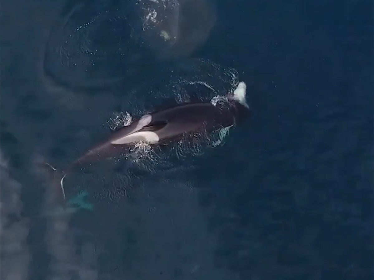 killer whale eating shark