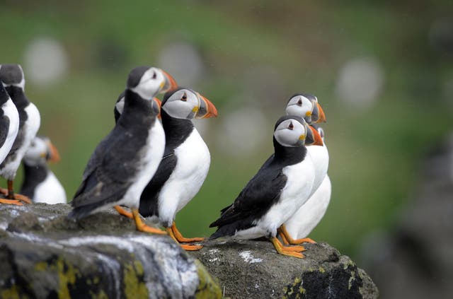 Puffins can be spotted along the shore