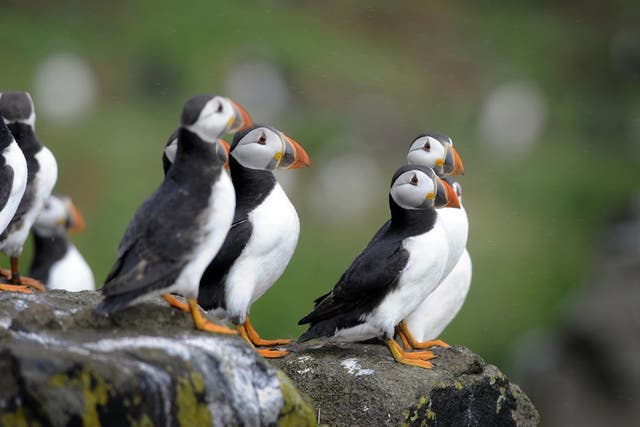 Puffins can be spotted along the shore