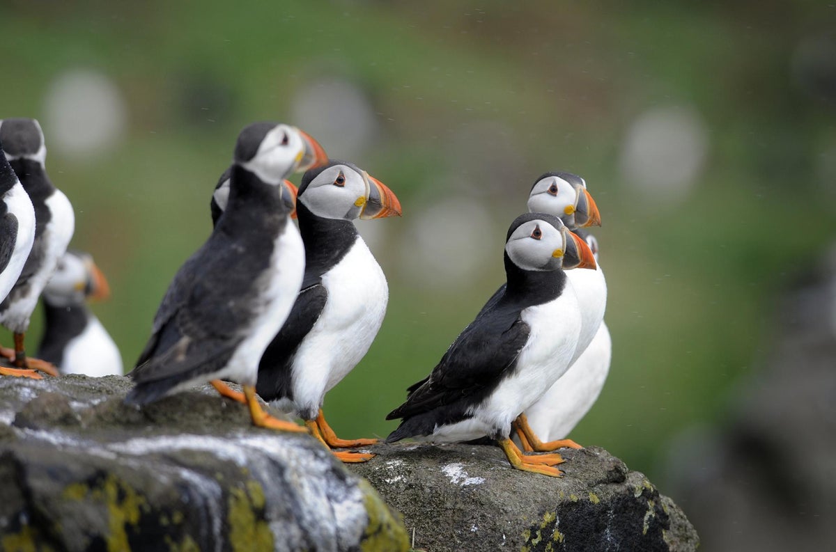 How the adorable Atlantic puffin came back from near extinction