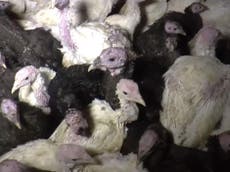 Undercover farm footage shows 'ragged turkeys in squalid conditions'