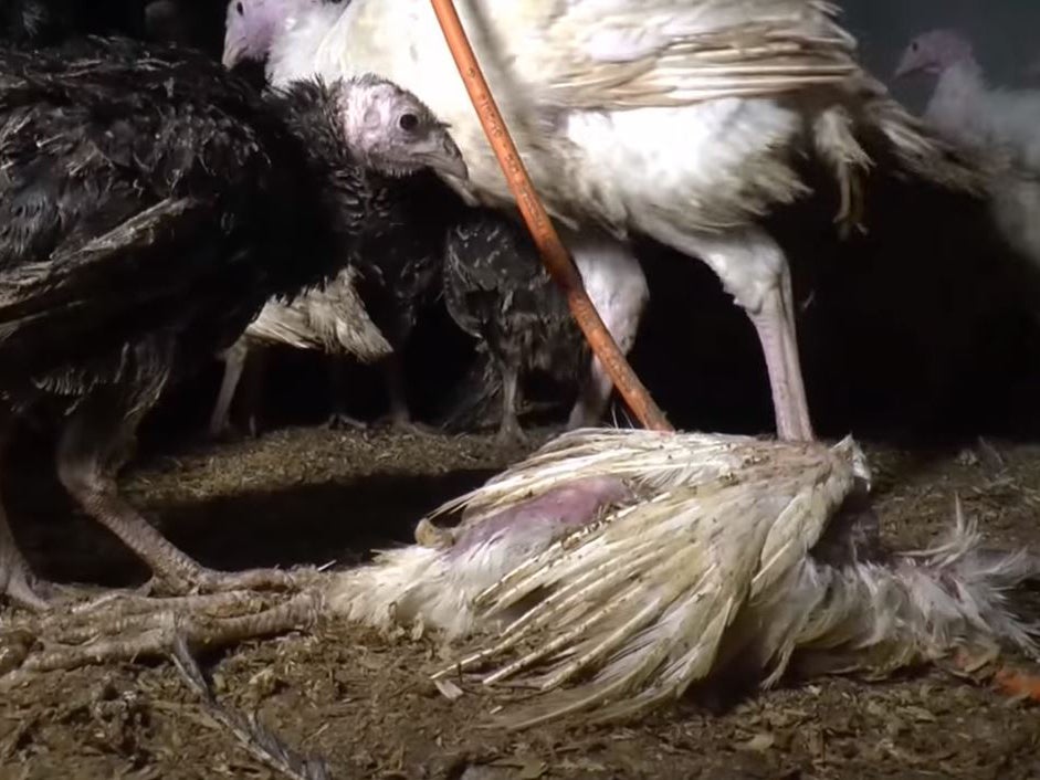 Viva! says the footage shows dead birds left to fester among live turkeys