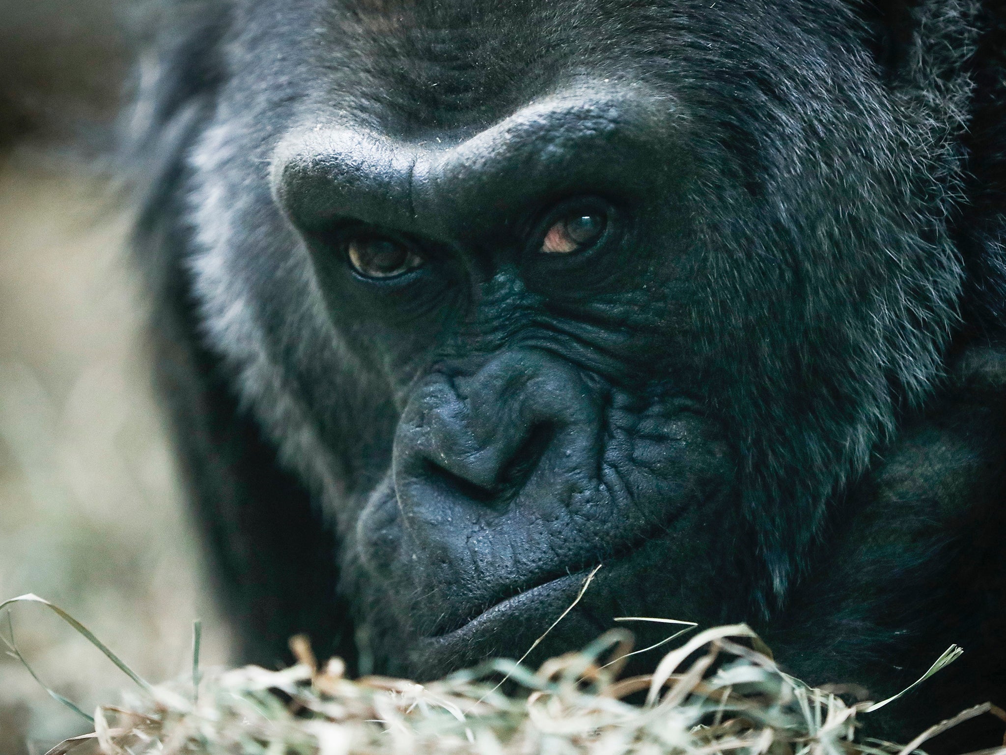 Colo, a western lowland gorilla, rests in her enclosure at the Columbus Zoo in Ohio
