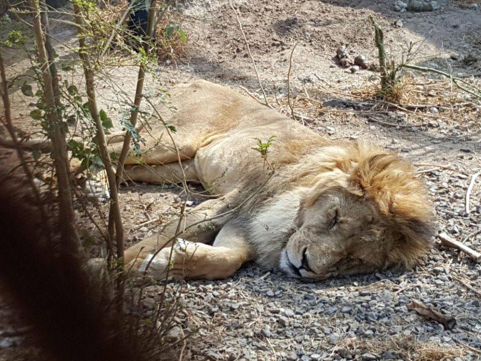 Ms Jonkergouw said a lion in the zoo 'might die' due to illness stemmed from lack of food and sanitation