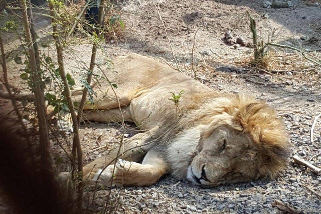Ms Jonkergouw said a lion in the zoo 'might die' due to illness stemmed from lack of food and sanitation