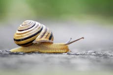 Meet the British farmer hiring out snails for film and TV shoots