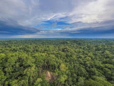 Amazon faces death spiral of drought and deforestation, experts warn