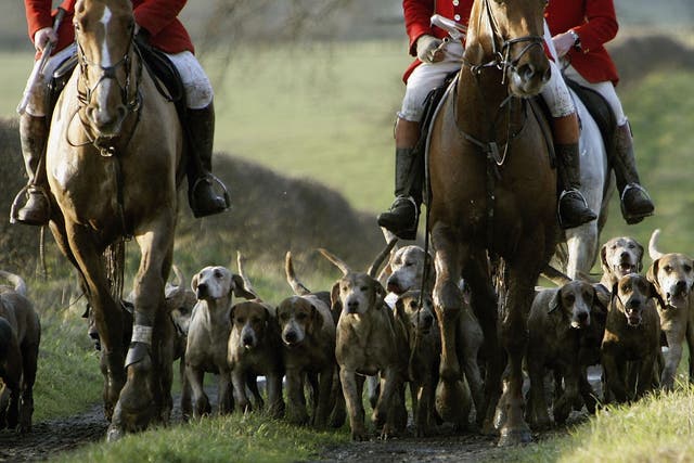 Some groups are using legal loopholes to stage fox hunts on Boxing Day