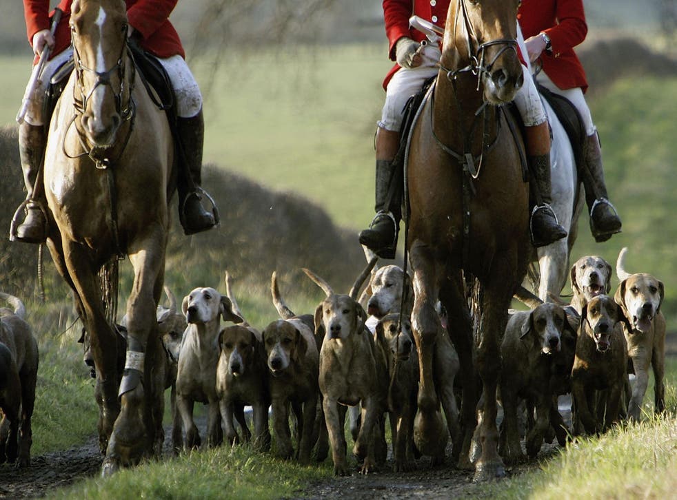 Some groups are using legal loopholes to stage fox hunts on Boxing Day