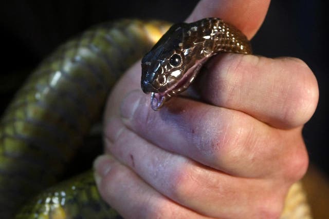 Taipans are the sixth deadliest snakes in the world and can kill a human in half an hour (file photo)