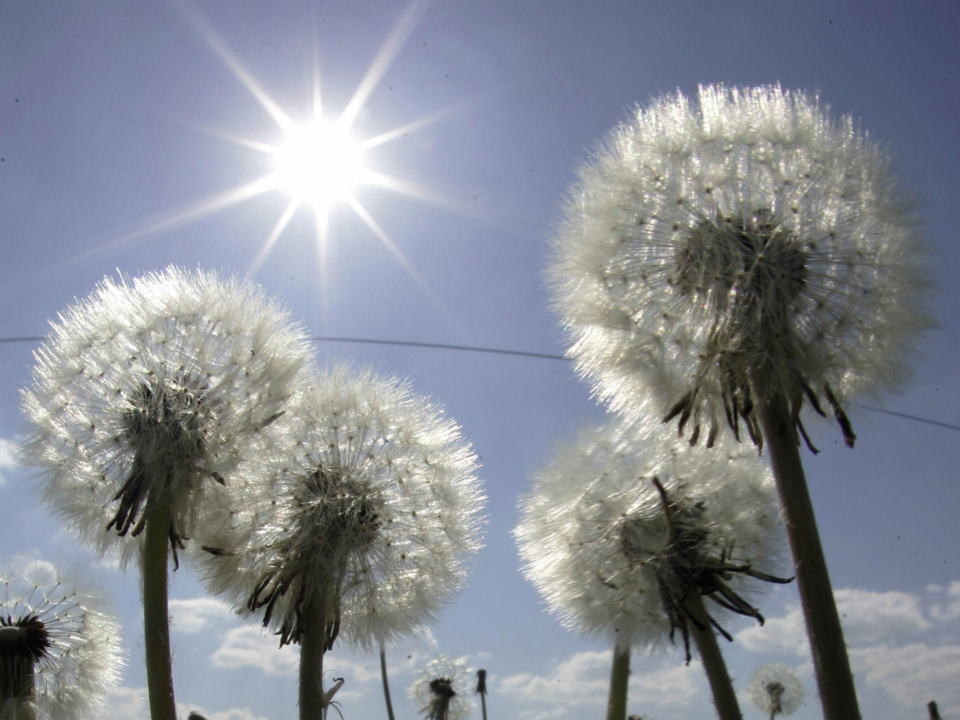 The most shared, liked and commented-on article on Facebook with the word 'cancer' in the headline in 2016 was 'dandelion weed can boost your immune system and cure cancer'