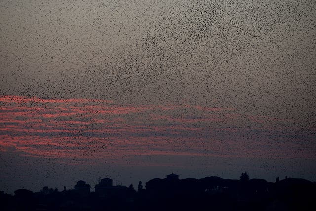 Starlings migrating from northern Europe fly in the sky above Rome