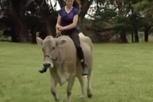 Hannah Simpson and her cow which she rides like a horse