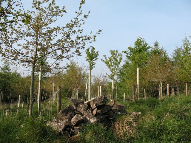 Reforestation has become less popular as a carbon offset schemes, due to the length of time it takes for trees to grow.