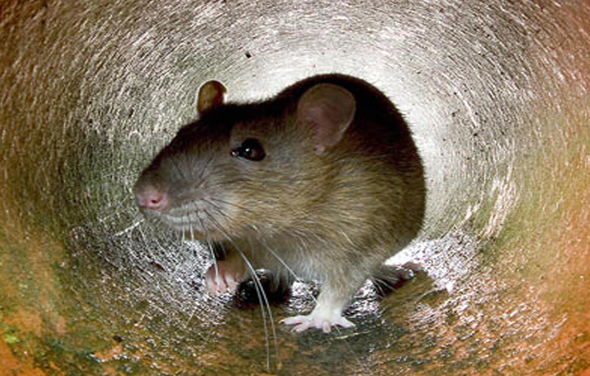 Rats were among a number of creatures found in NHS hospitals