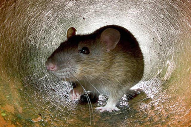 Rats were among a number of creatures found in NHS hospitals