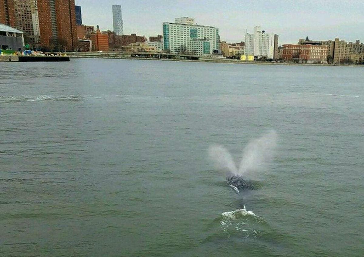 Humpback whale spotted in New York's East River | The Independent | The ...