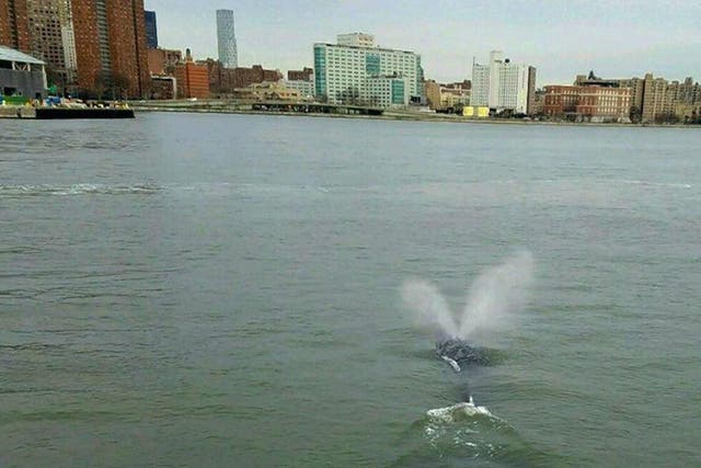 Reports suggest the creature is a humpback whale