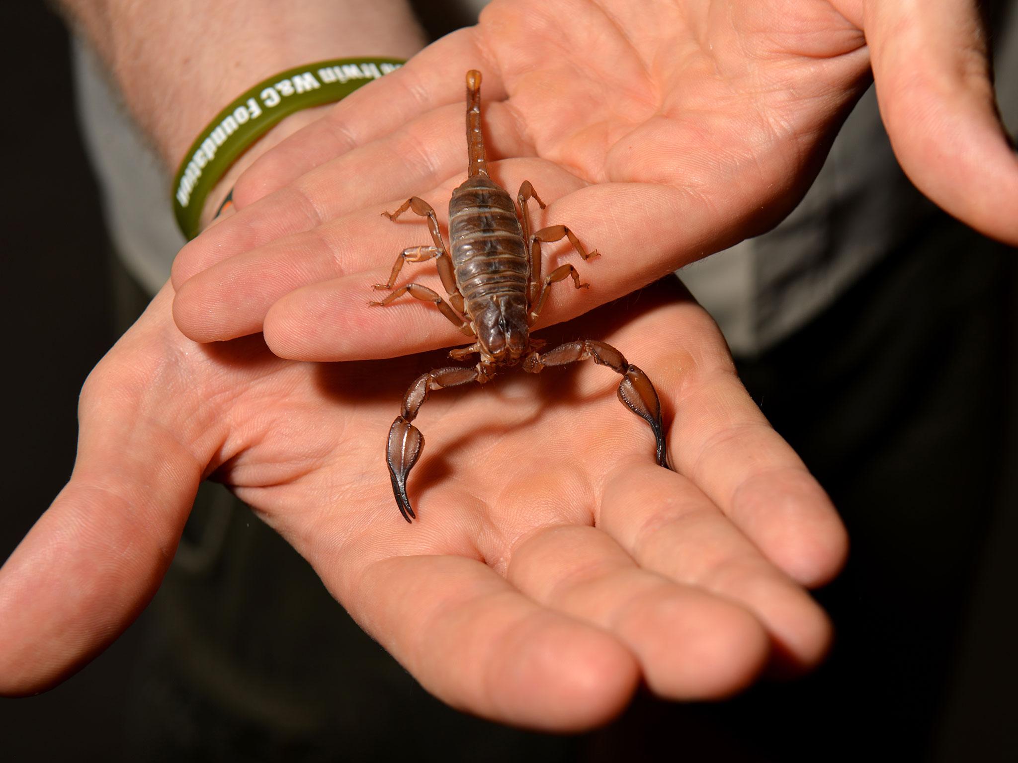 An escaped scorpion (pictured here in a stock photo) caused an eight-minute hold up