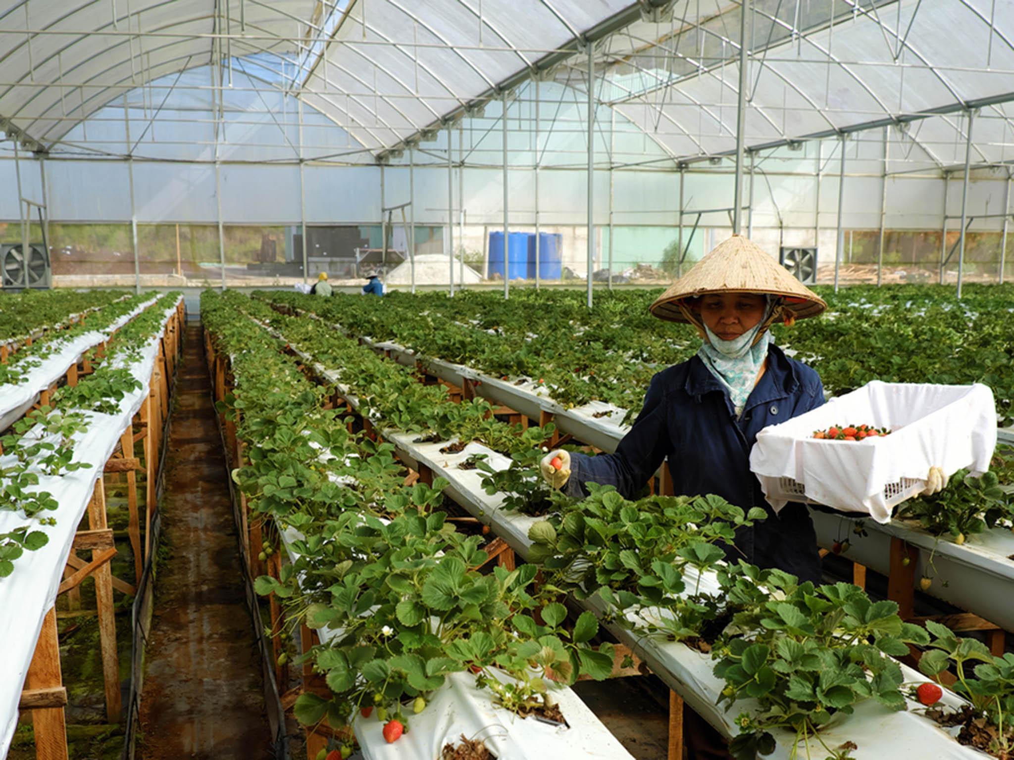DA LAT, VIET NAM- FEB 9, 2016: Female worker working on strawberry garden, high tech agriculture to make clean and safe product, woman harvest fruit from strawberries plant at Dalat, Vietnam