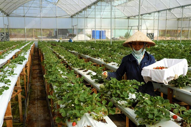 DA LAT, VIET NAM- FEB 9, 2016: Female worker working on strawberry garden, high tech agriculture to make clean and safe product, woman harvest fruit from strawberries plant at Dalat, Vietnam