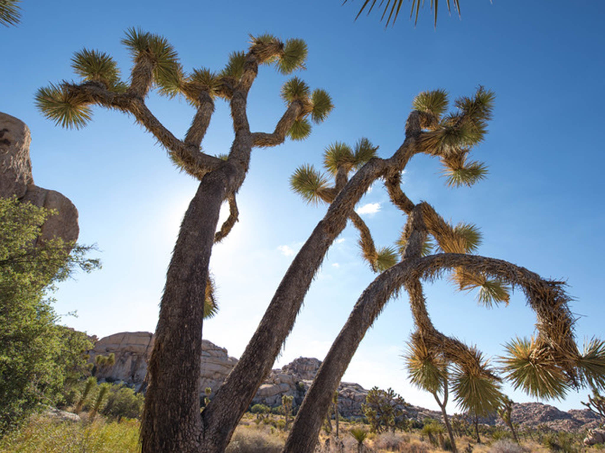 Desert plants know how to retain moisture and cope with heat