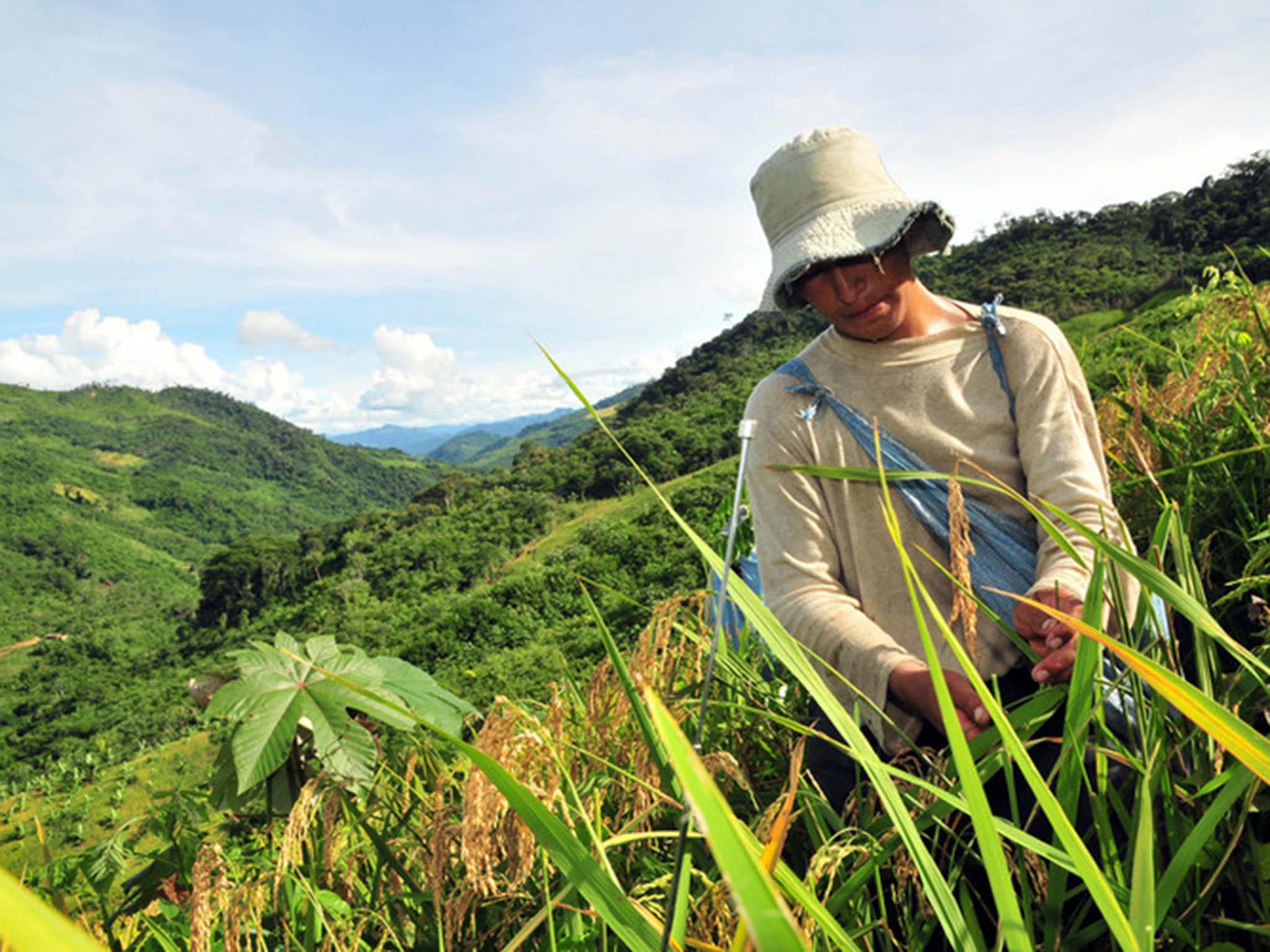 Upland rice growing on a hillside in Bolivia, far from any paddy fields