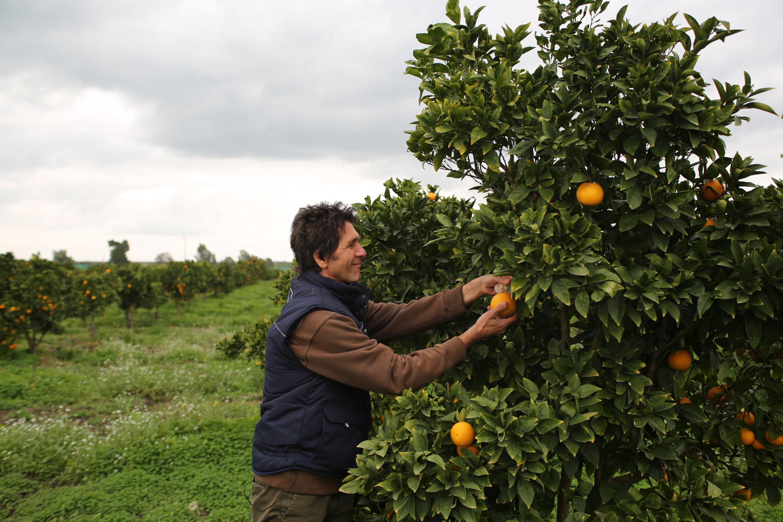 Orange trees blossom in the spring. The fruit starts growing from the flower buds through the summer and autumn – when they are deep green – before turning a deep red blush in winter